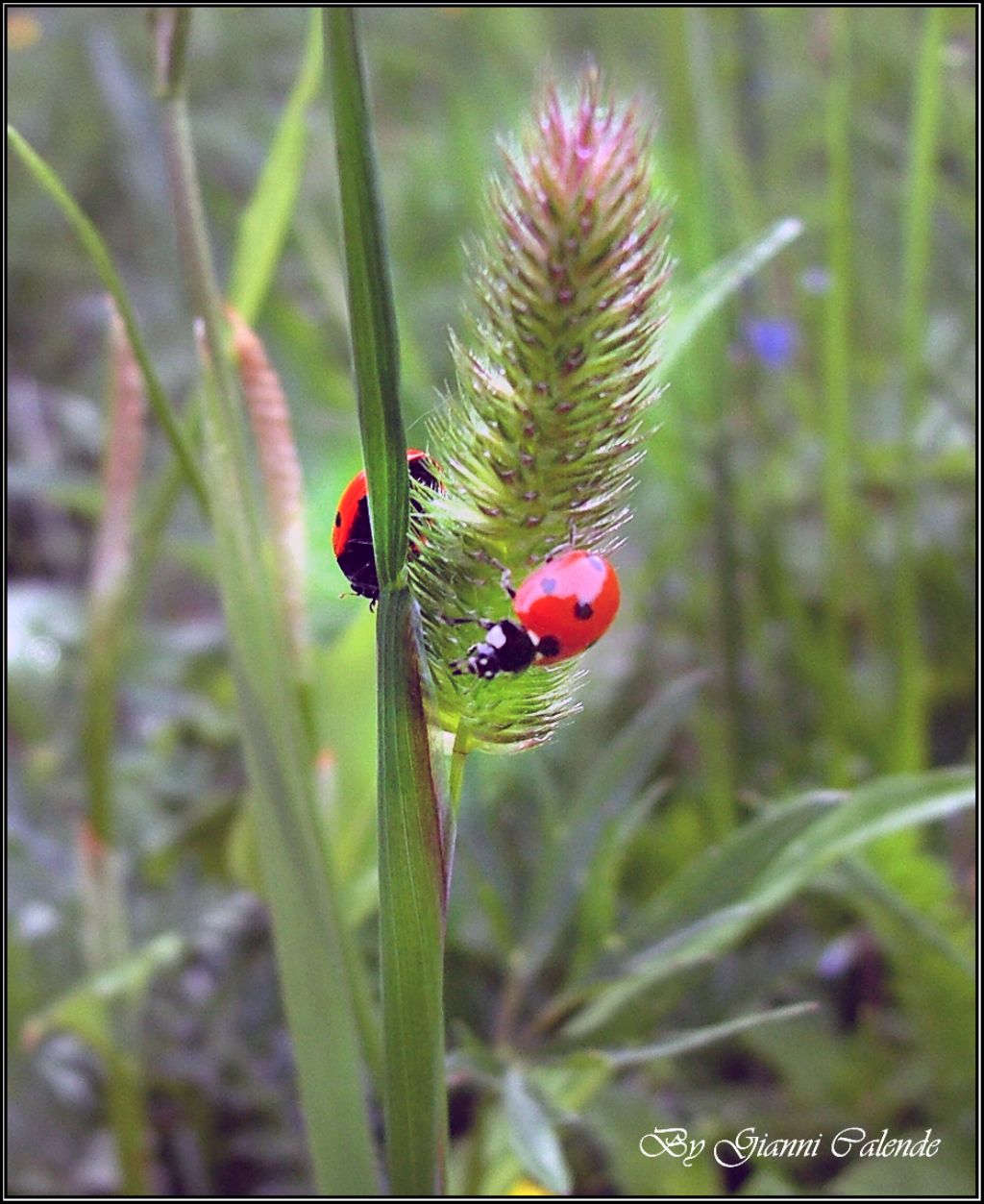 Adalia bipunctata? no: Coccinella septempunctata